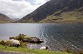 16. Sheep on the shore of Doo Lake